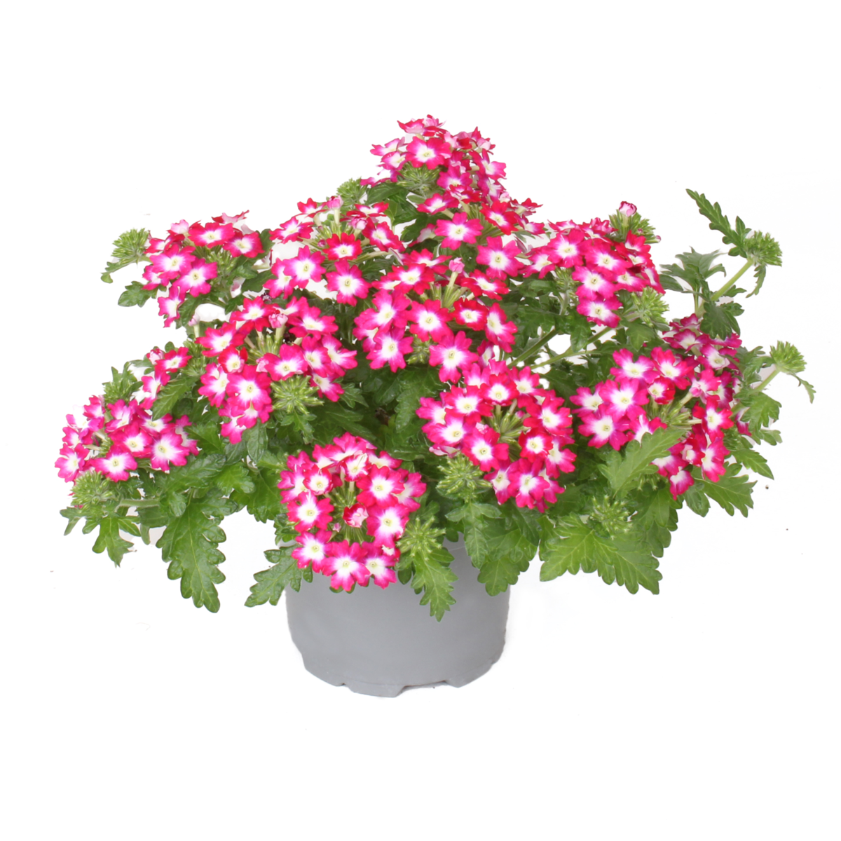 Fuerte Dark Pink Blanco (VERB 0180)