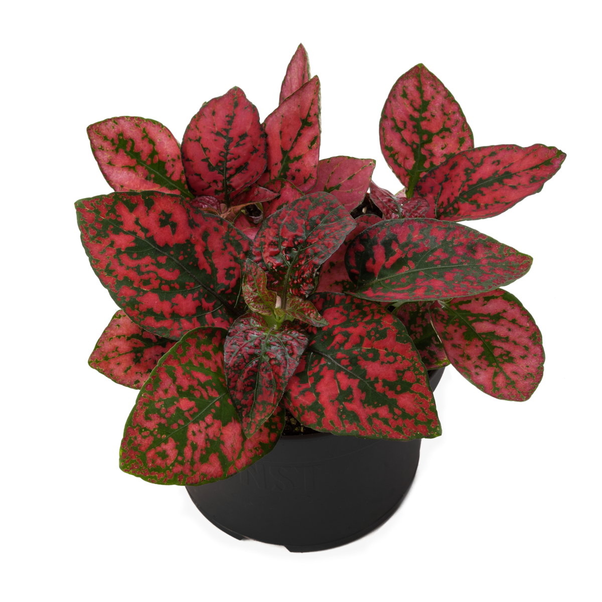 Decor Red