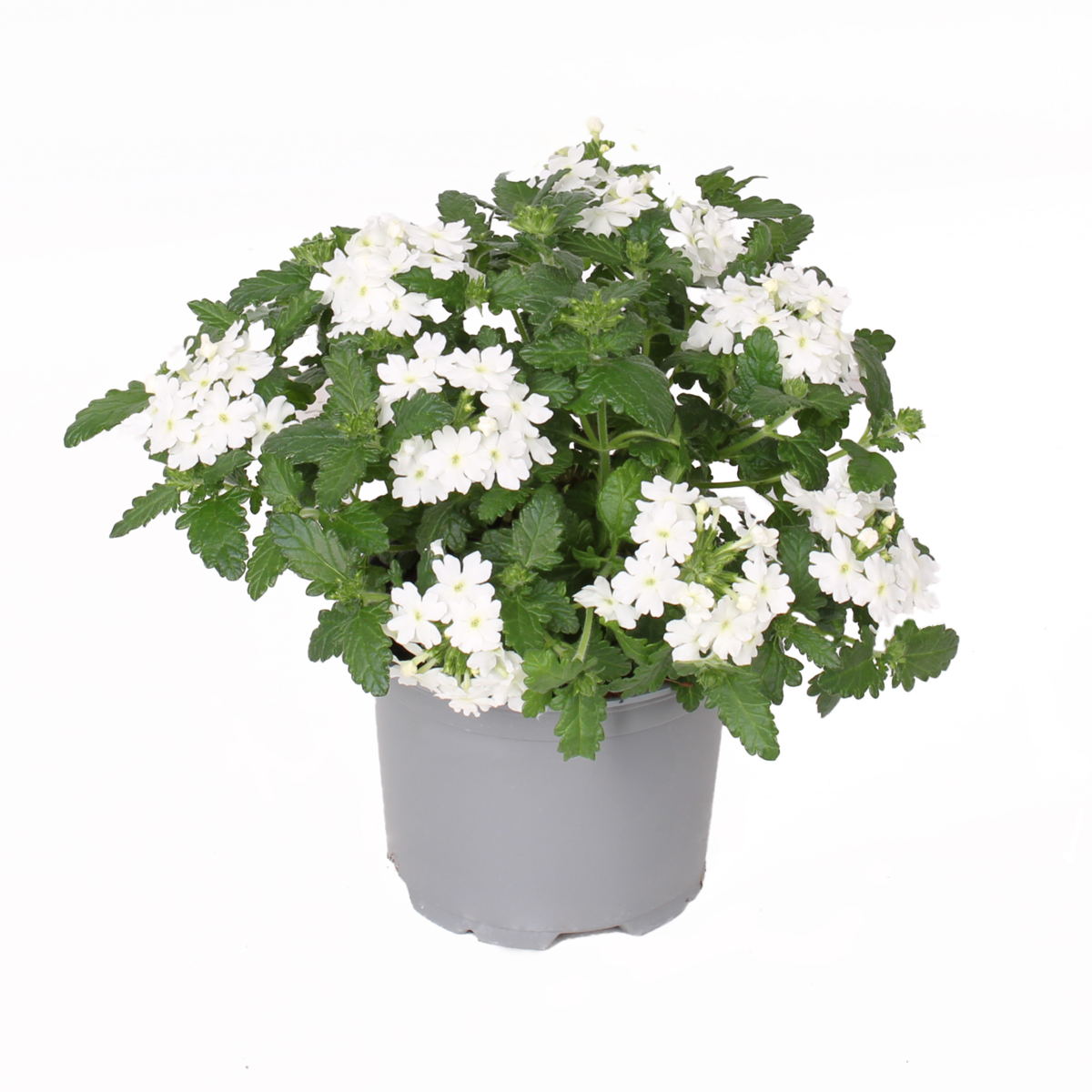 Fuerte Denso Blanco (VERB 0176)