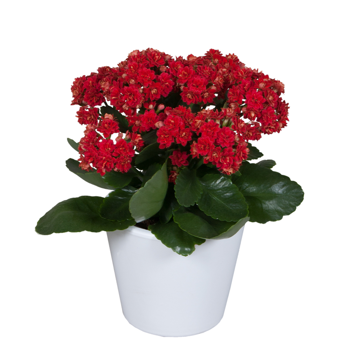 Diamond® double 21050 (Secret Impr.)