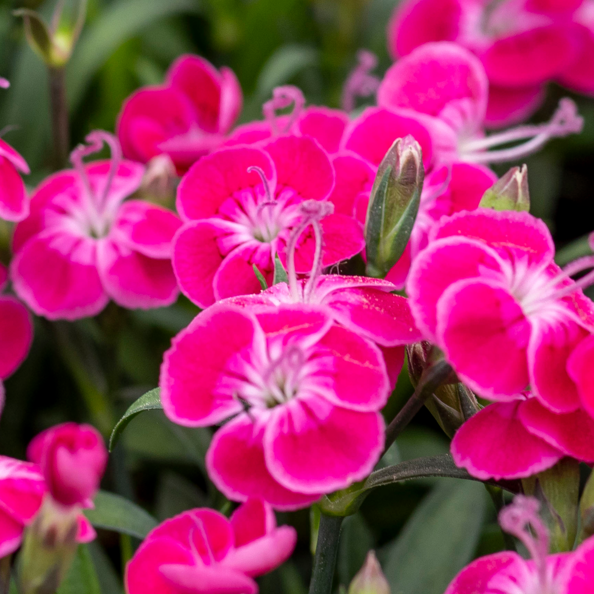 Dianthus caryophyllus Solo con Te