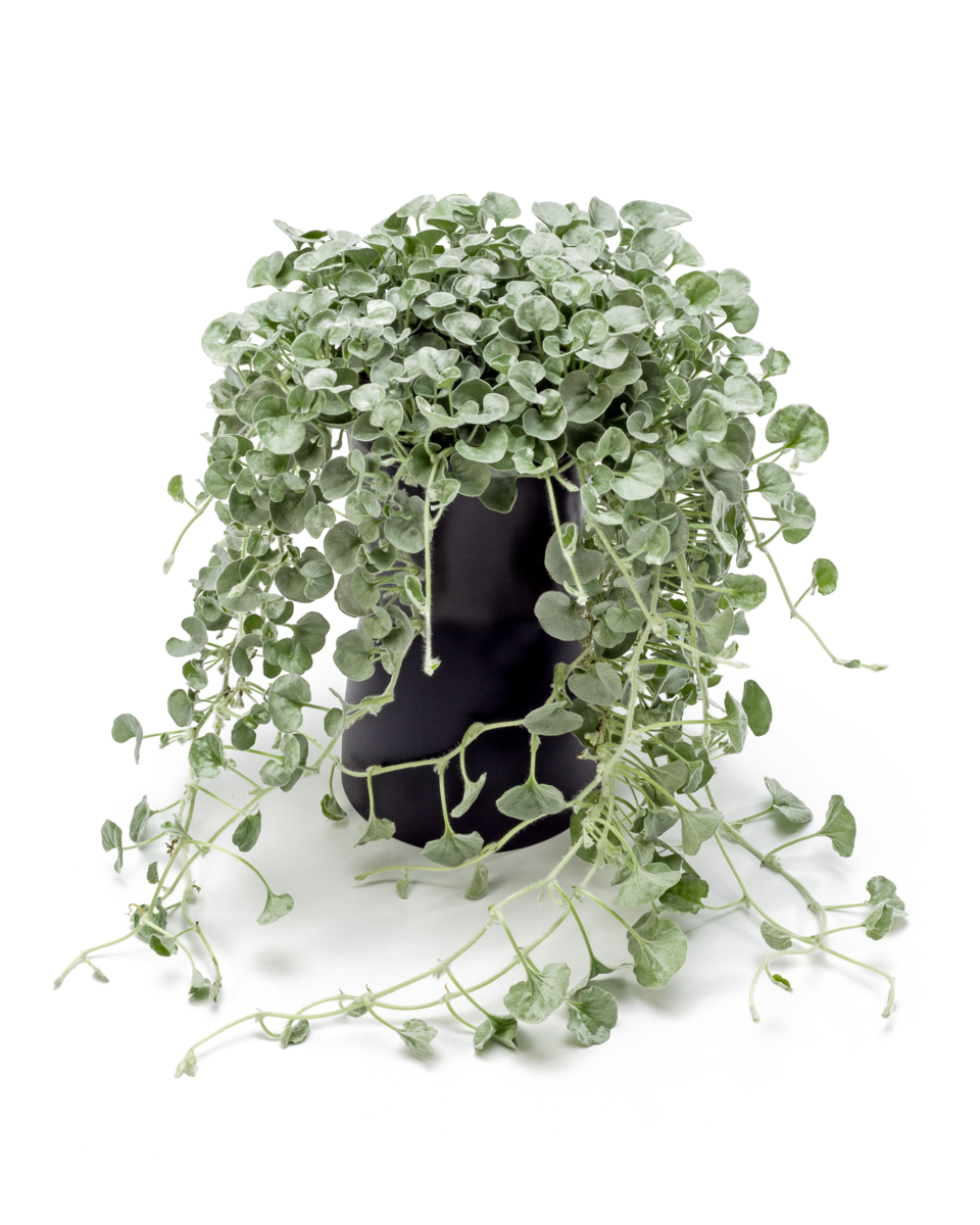 Dichondra argentea Silver Falls
