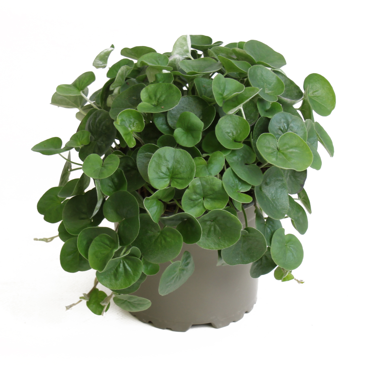 Dichondra repens Emerald Falls