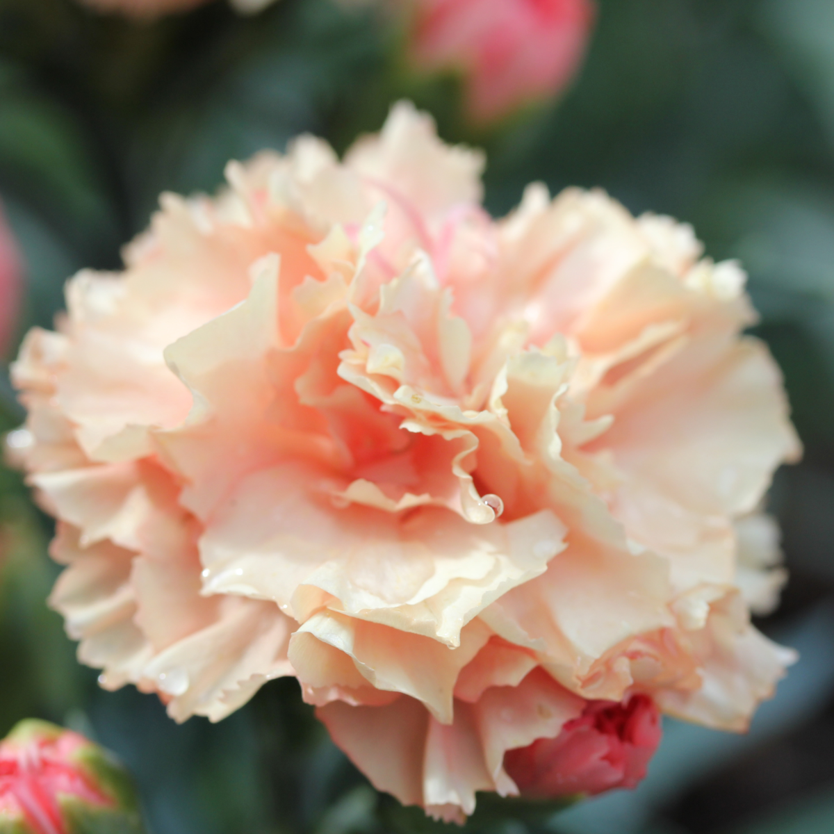 Dinamic® Apricot