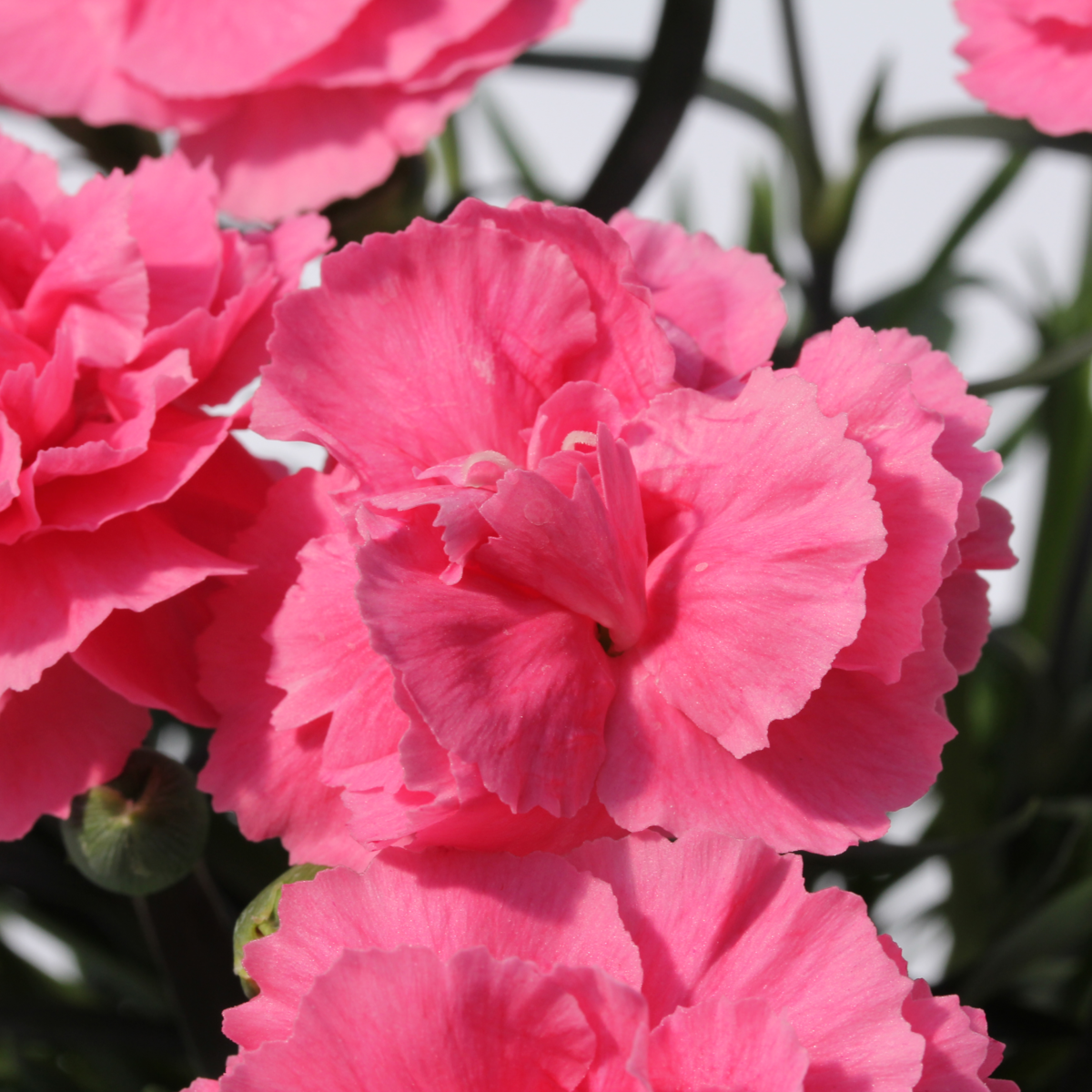 Dinamic® Pink