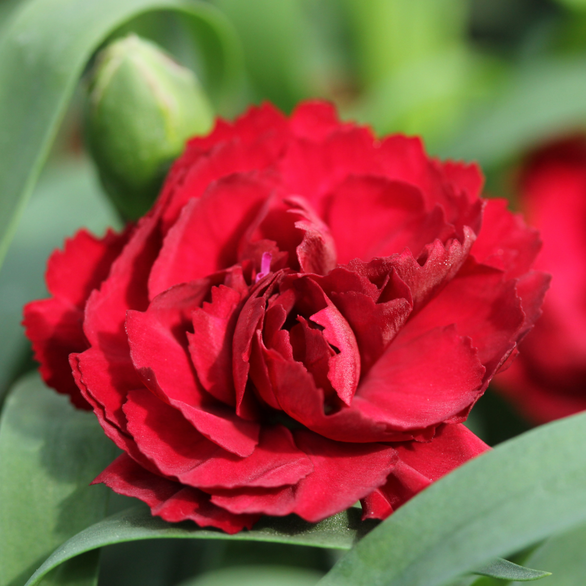 Dinamic® Red Impr.