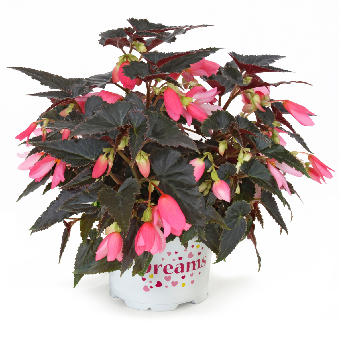 Dreams® Beauvilia® Bright Pink (BEBE 4689)