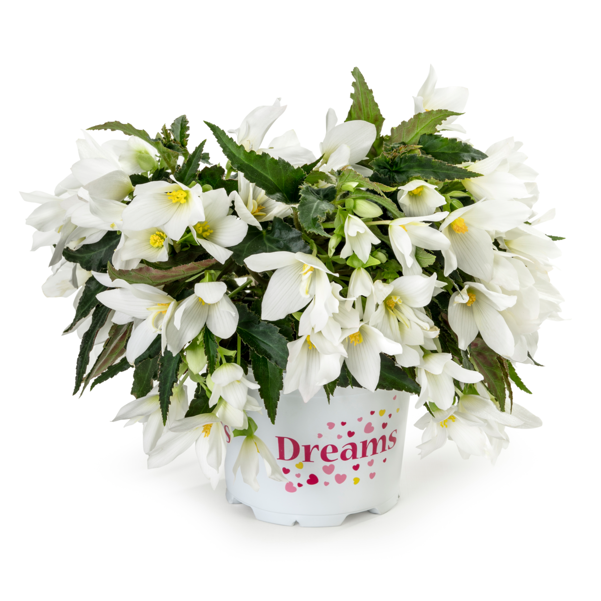 Dreams® Beauvilia® White