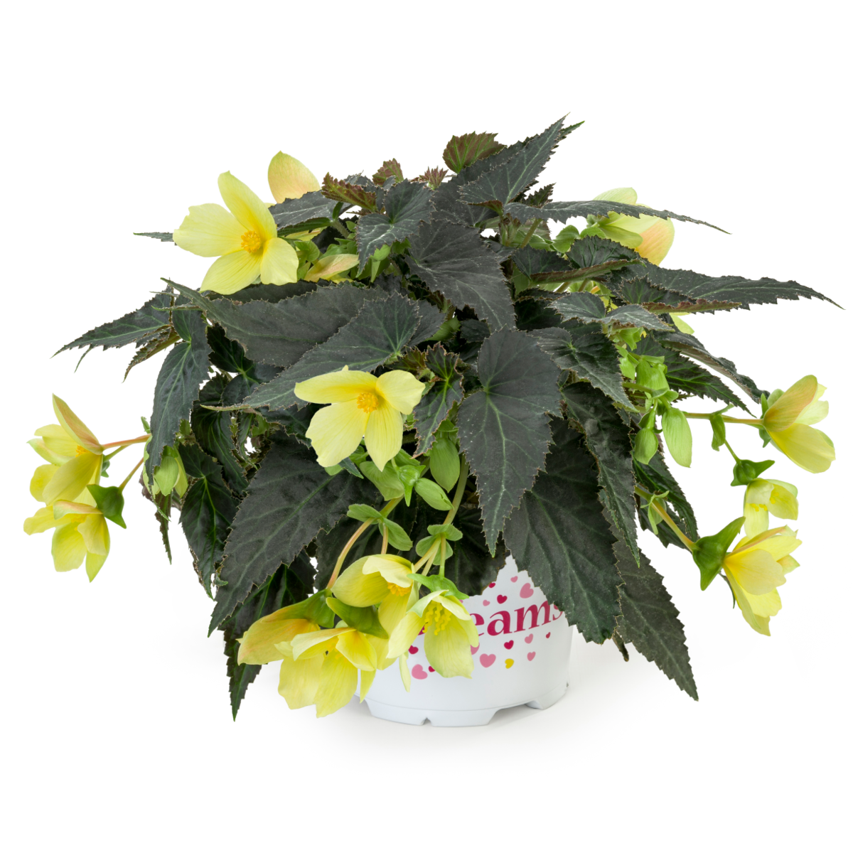Dreams® Beauvilia® Yellow