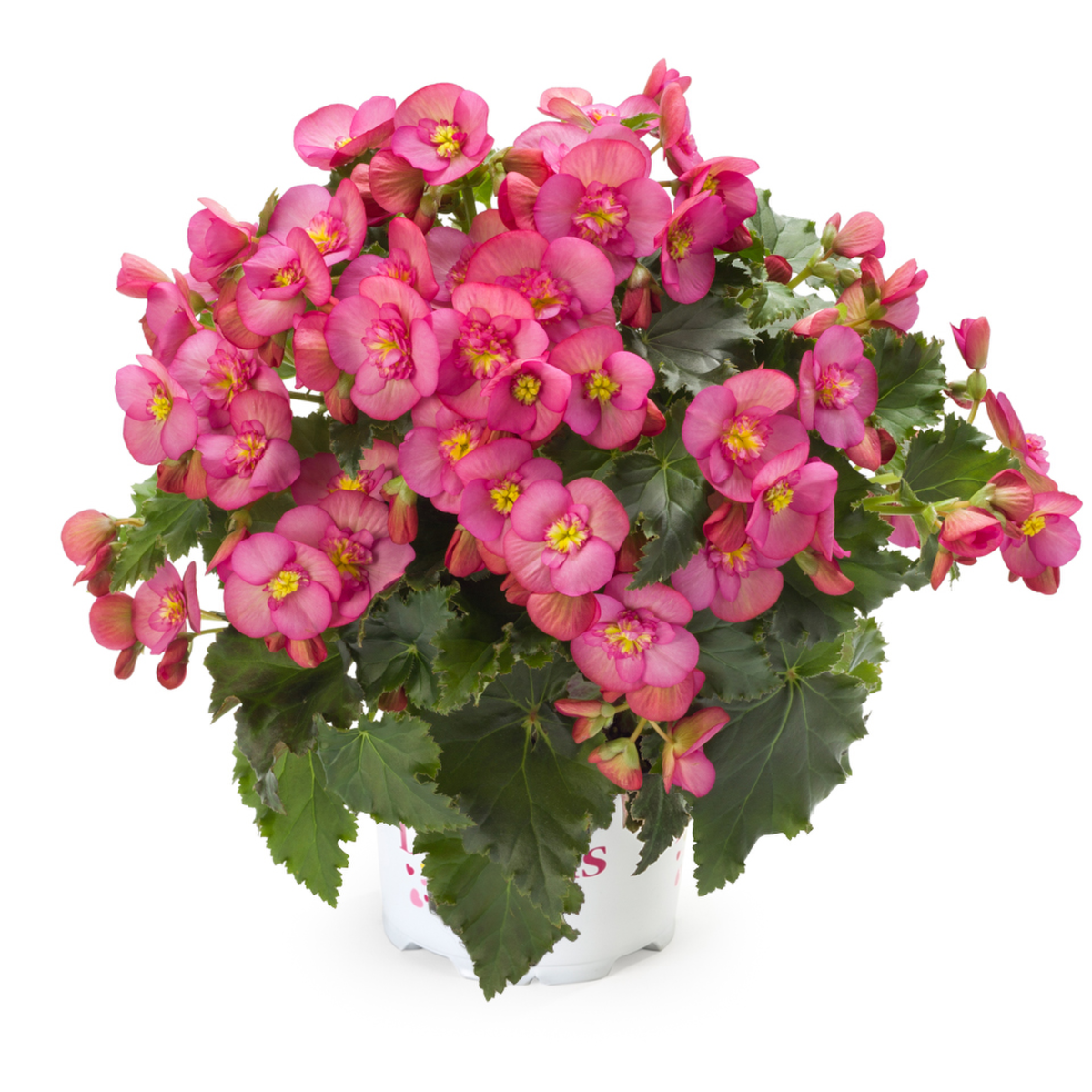 Dreams® Garden Macarose