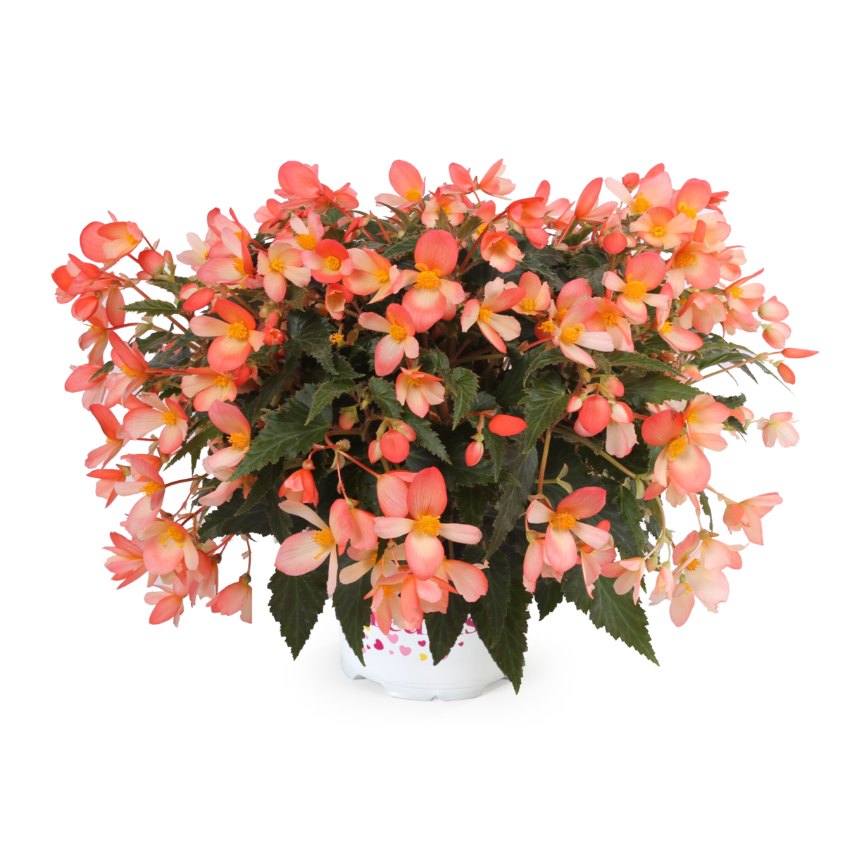 Dreams Waterfall® Angel Soft Orange
