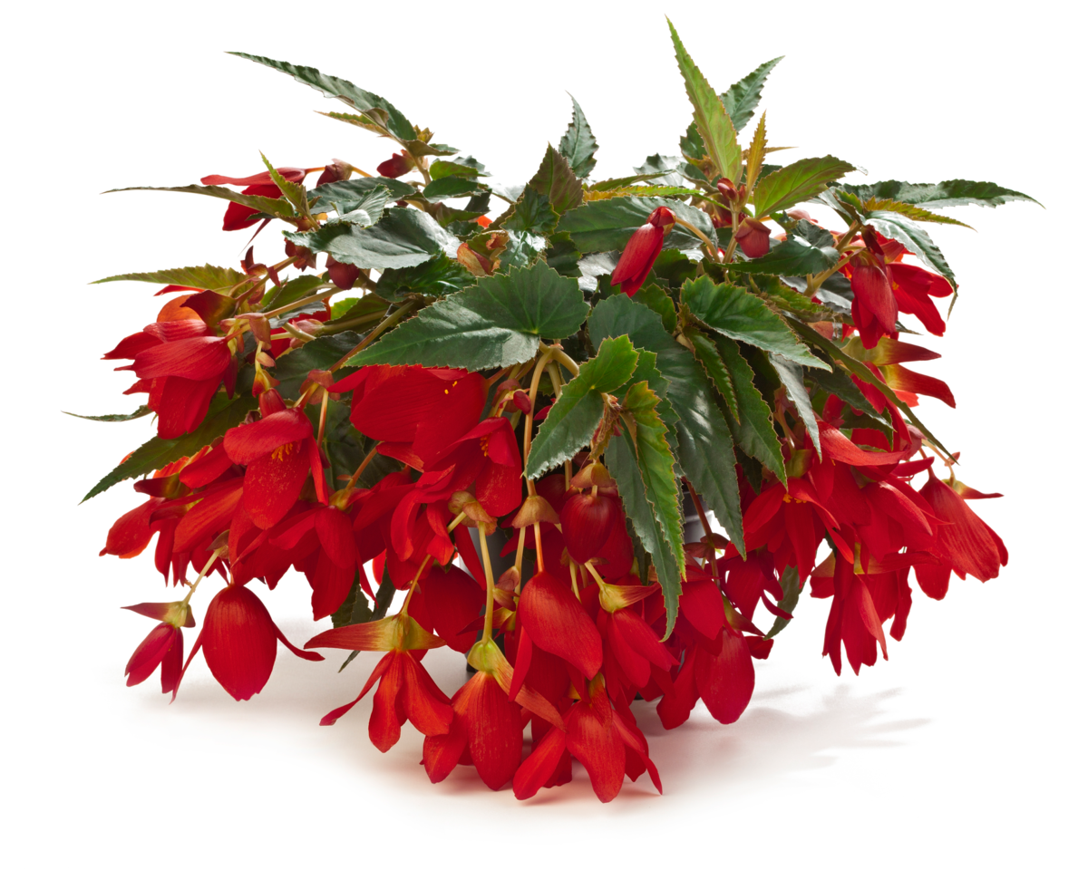 Dreams Waterfall® Encanto Red