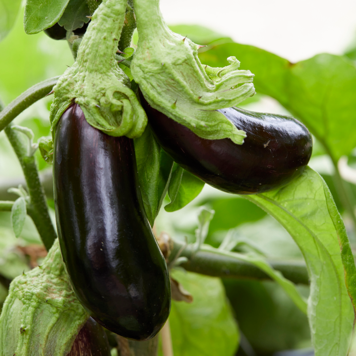 Eggplant/Aubergine Baluroi F1