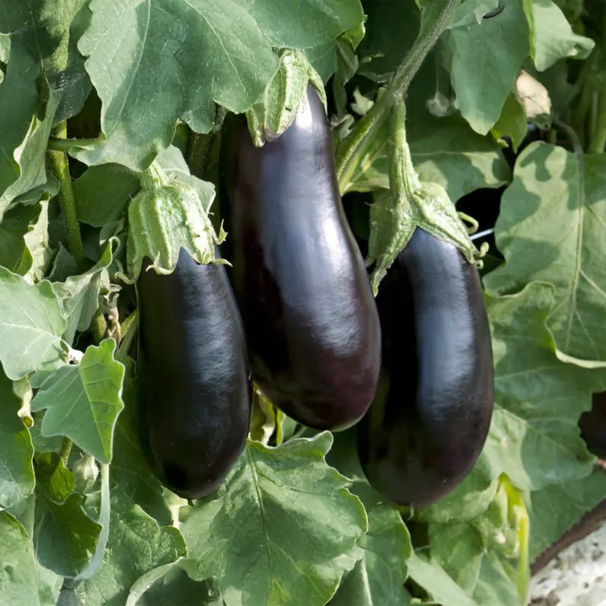 Eggplant/Aubergine Fabina F1