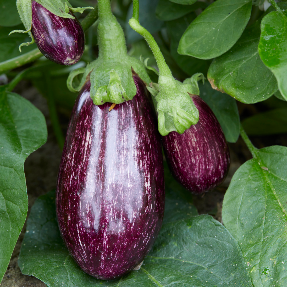 Eggplant/Aubergine Leire F1