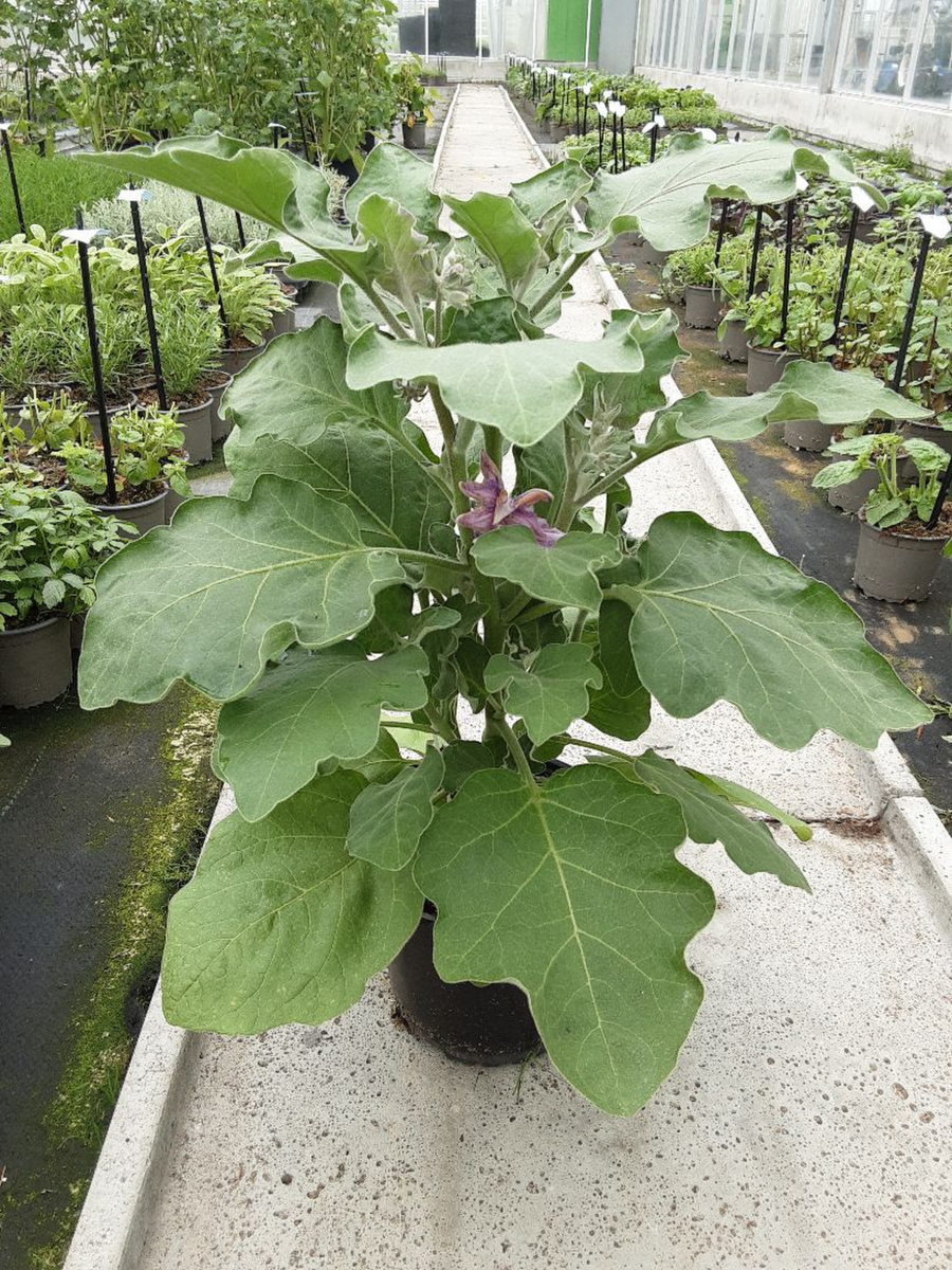 Eggplant/Aubergine (Pot-types) Kaberi