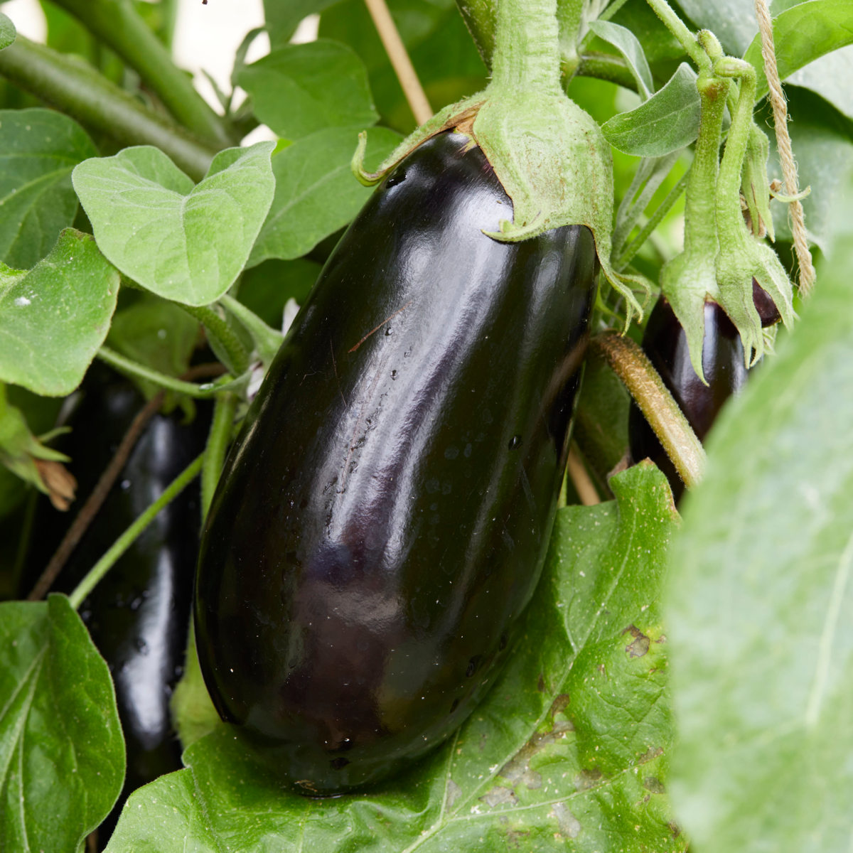 Eggplant/Aubergine Sharapova F1