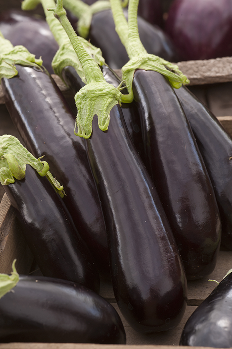 Eggplant/Aubergine Sultane F1
