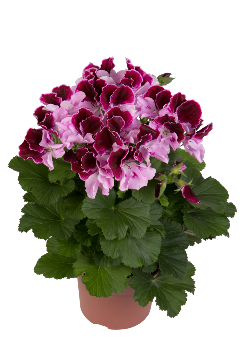 Elegance Purper Majesty