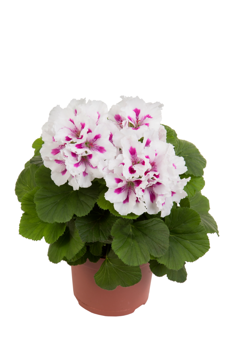 Elegance Royalty White