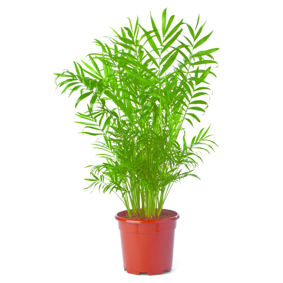 Chamaedorea elegans Elegans