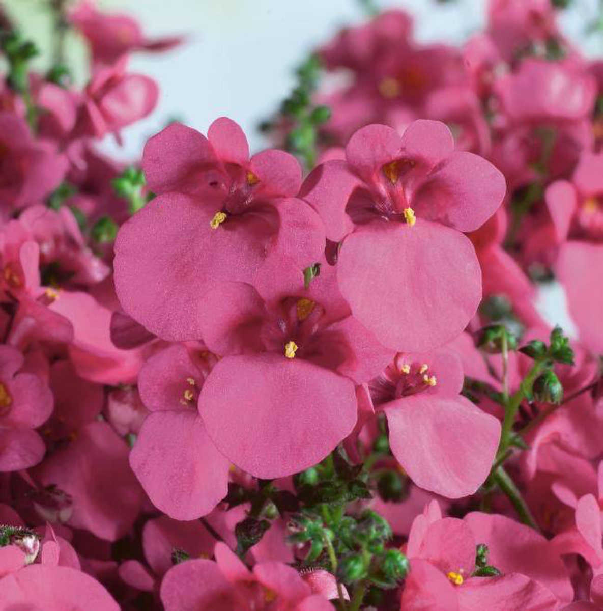 Elfjes® Pink
