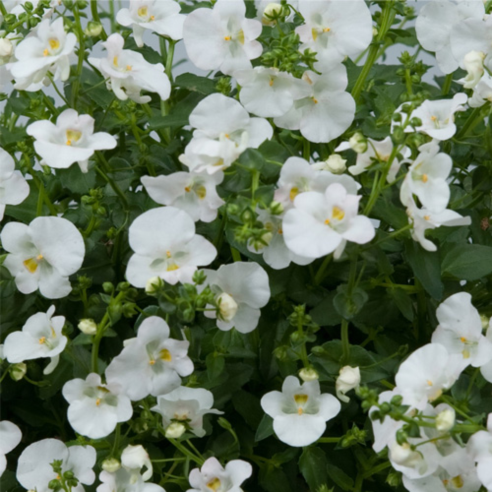 Elfjes® White