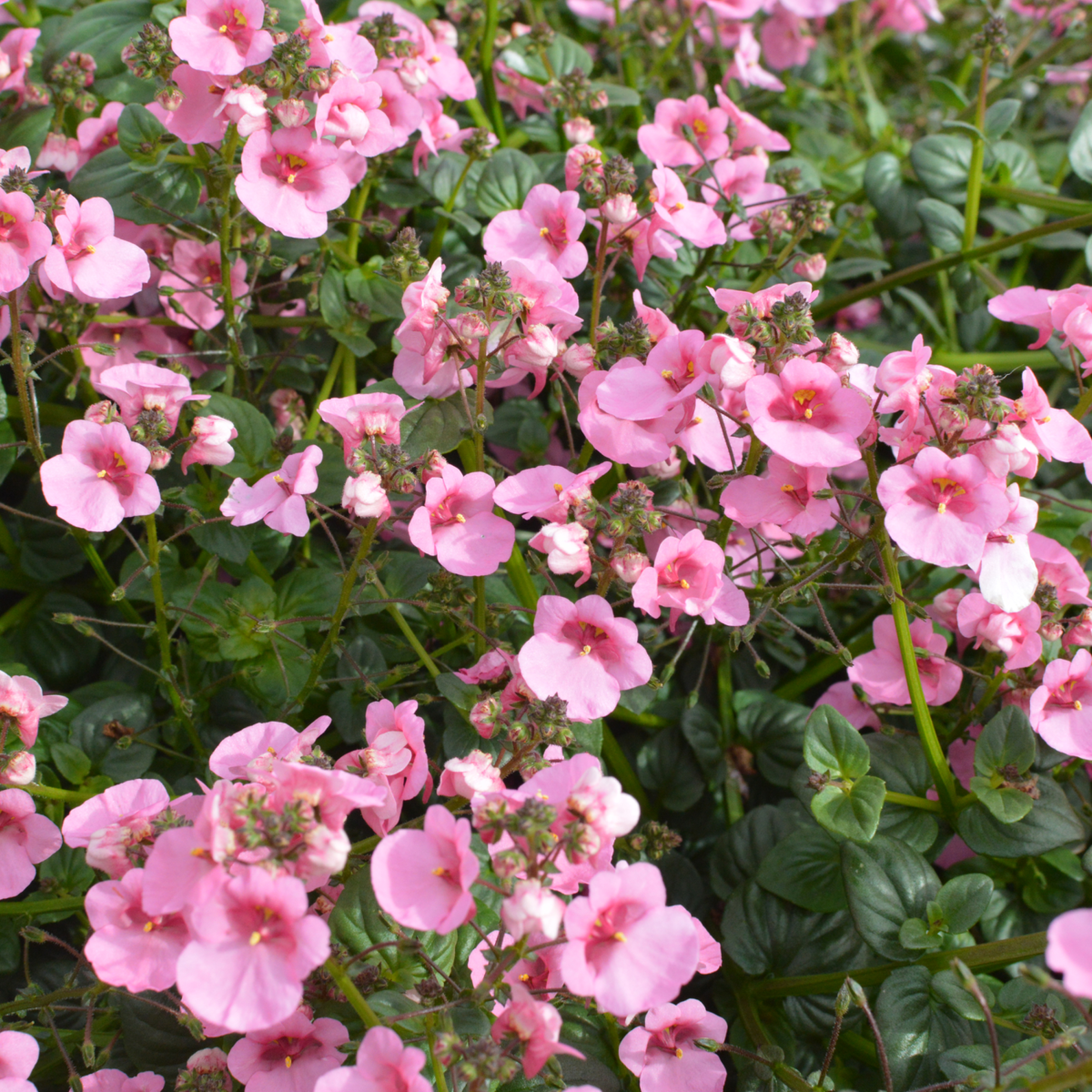 Elfjes® XXL Rose