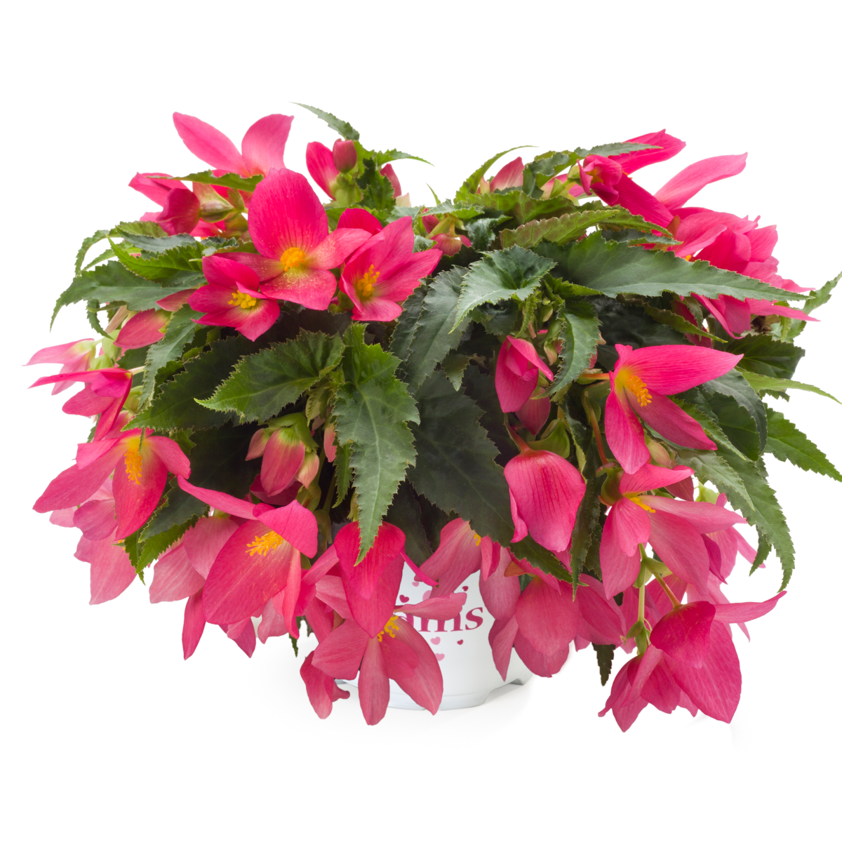 Dreams Waterfall® Encanto Hot Pink