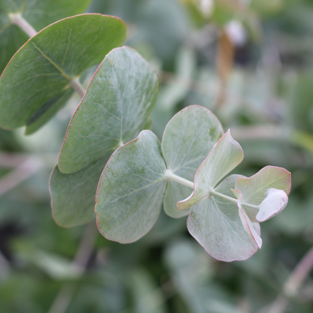 Eucalyptus cinerea Silver Dollar