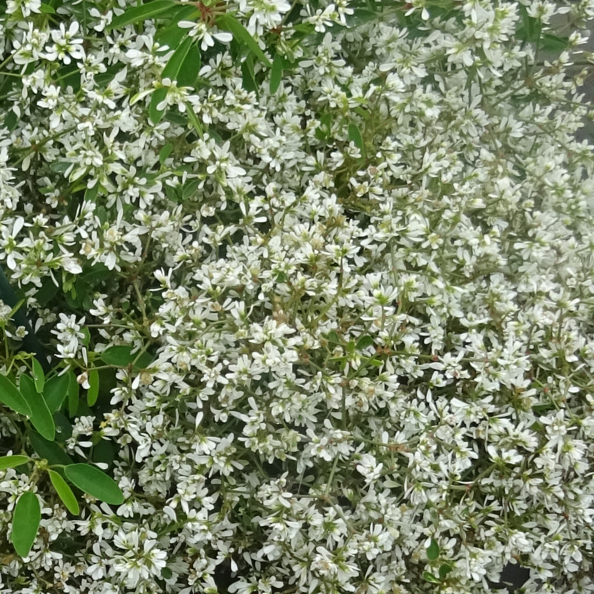 Euphorbia hypericifolia Crystal Summer