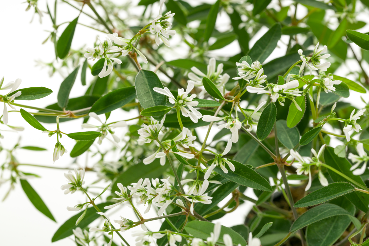 Euphorbia hypericifolia Summer Snow