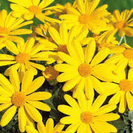 Euryops chrysanthemoides Sunshine