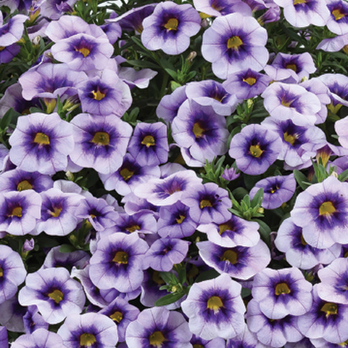 Eyeconic™ Purple