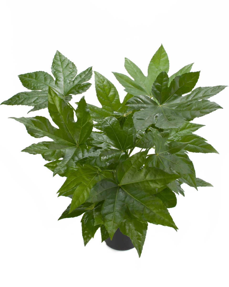Fatsia japonica Japonica