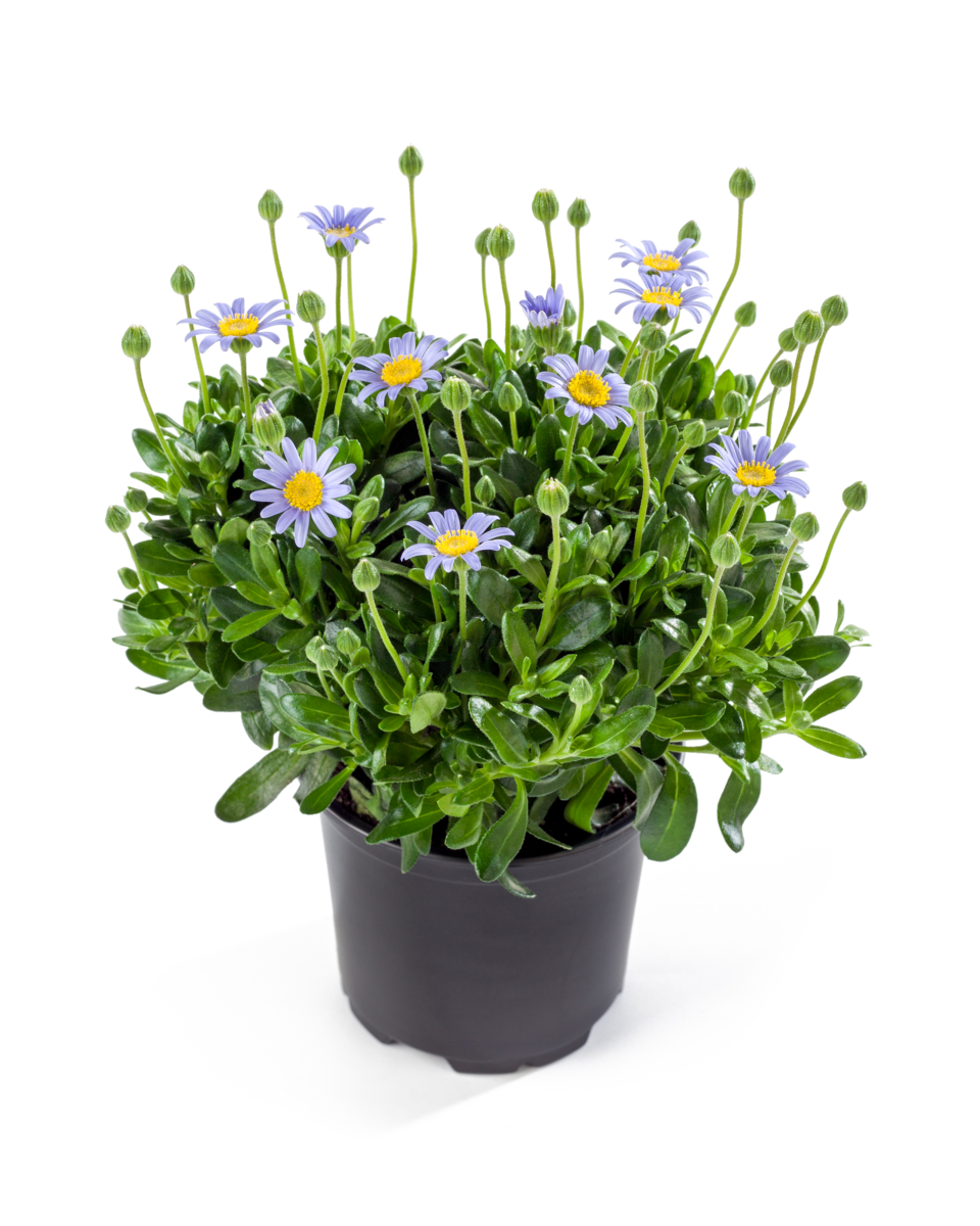 Felicitara® Felicitara® Blue