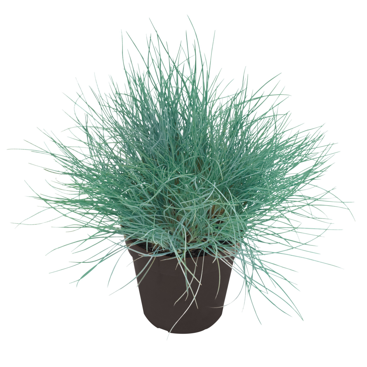 Festuca valesiaca Buddy Blue