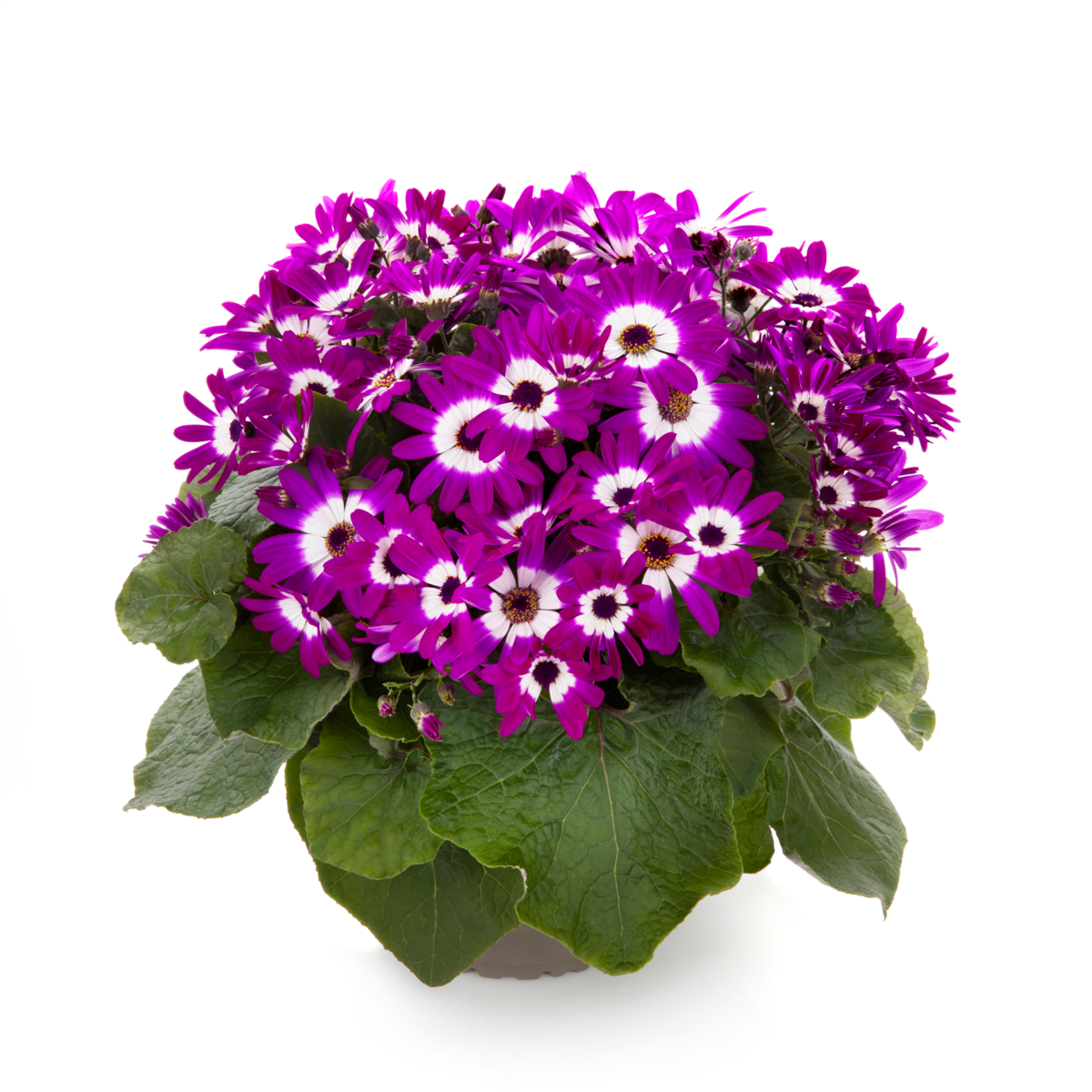 POP! Flashy Fuchsia (PRCM0018)