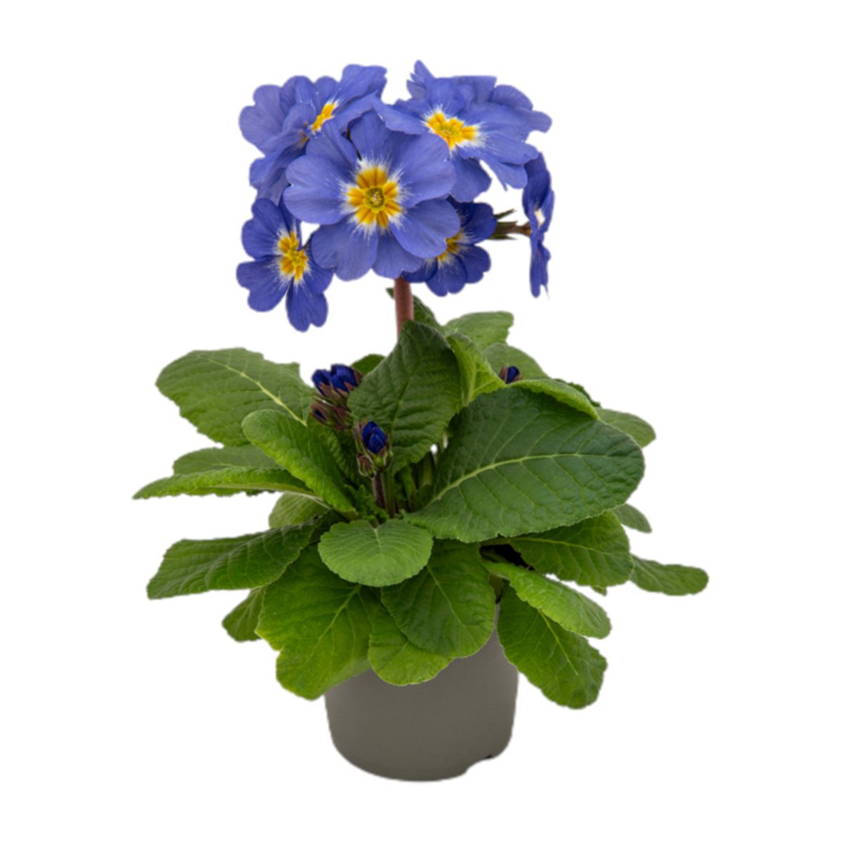 Fleurette Elcora Blue