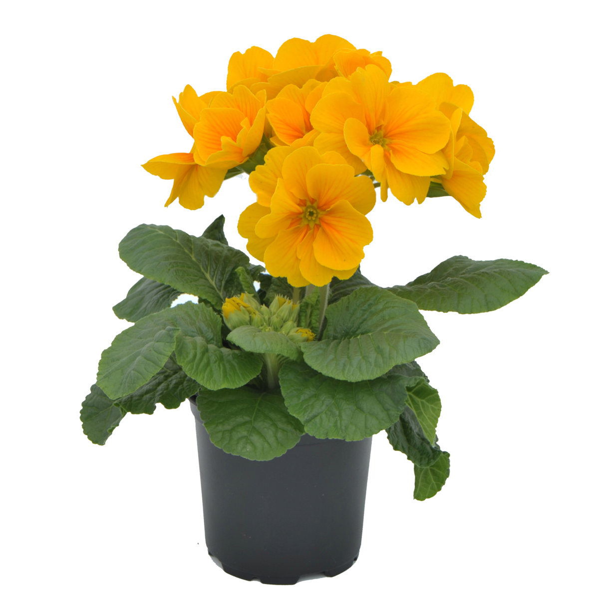 Fleurette Golden Yellow
