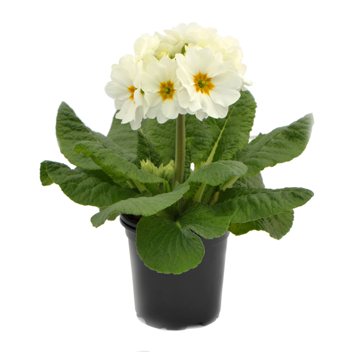 Fleurette White