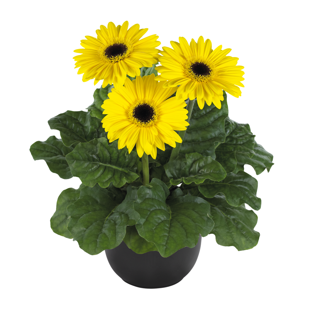 Flori Line® Yellow Bc