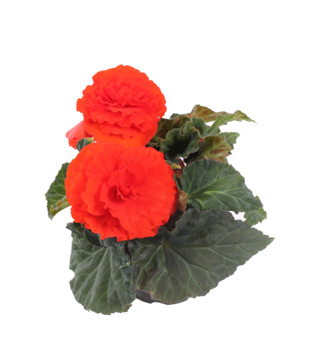 Fortune Orange Shades