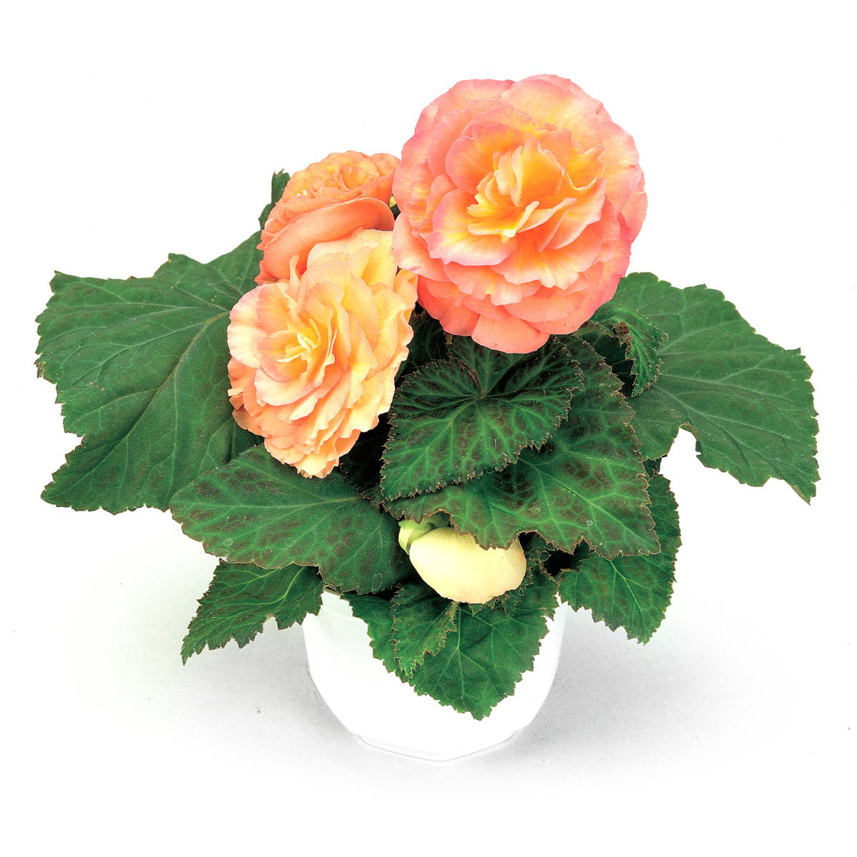 Fortune Peach Shades