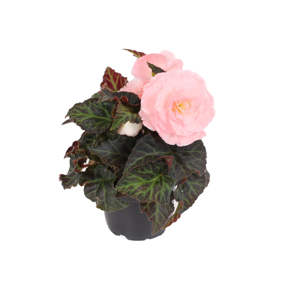 Fortune Pink
