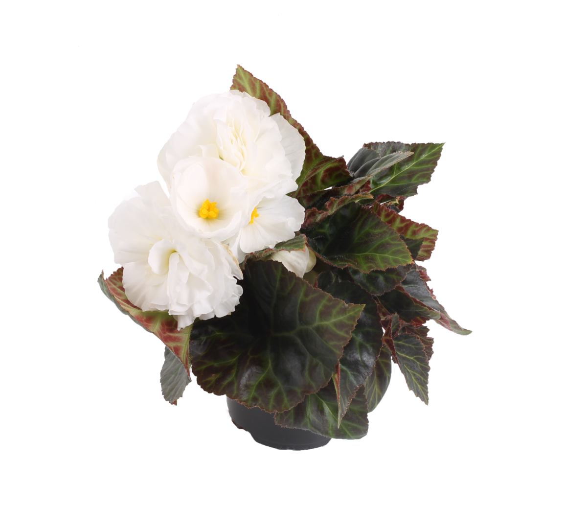 Fortune White