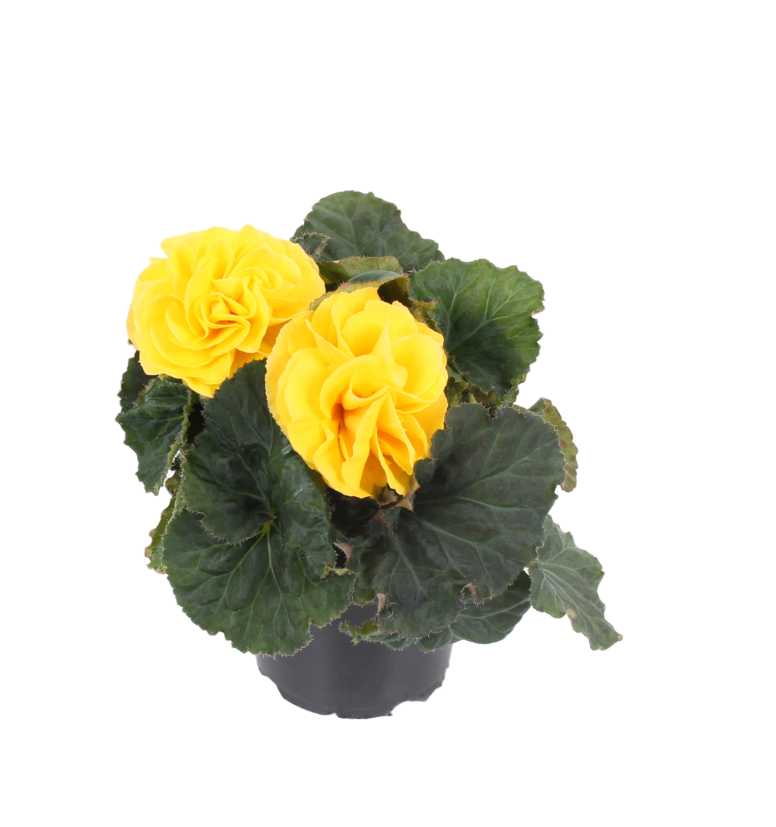 Fortune Yellow