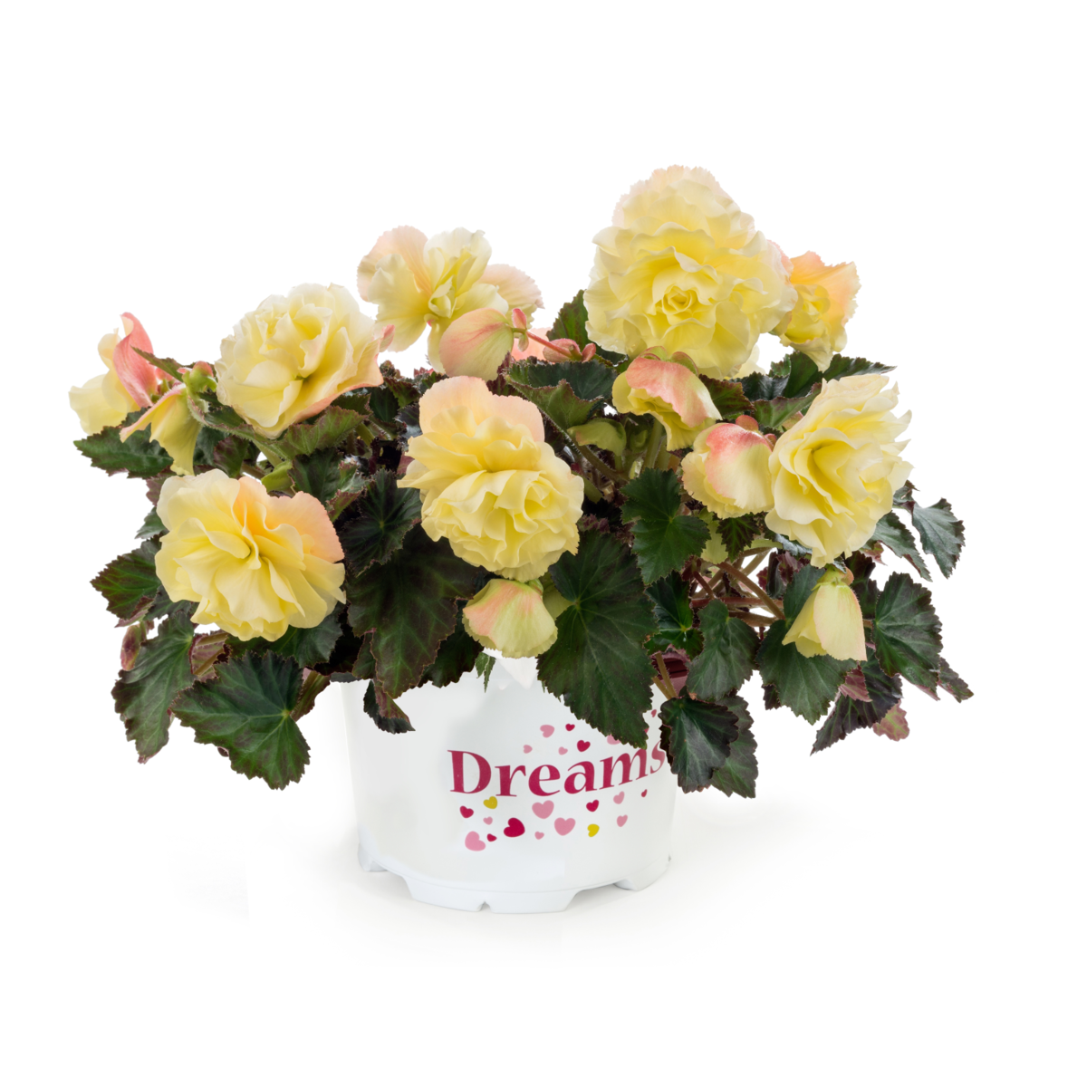 Fragrant Falls® Lemon
