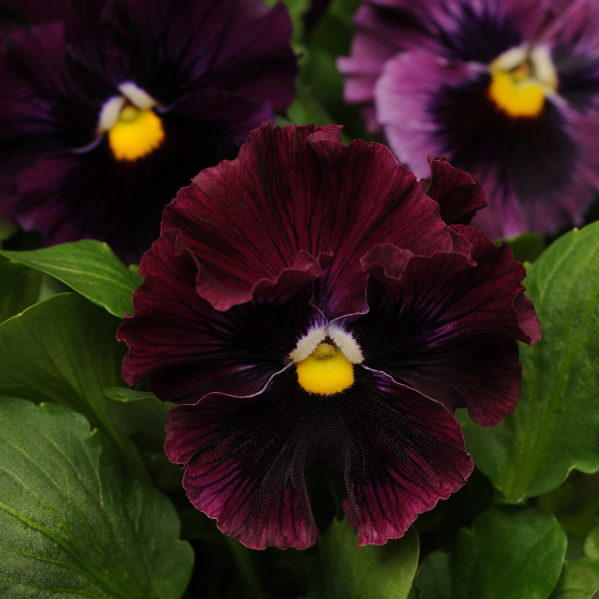 Frizzle Sizzle Burgundy