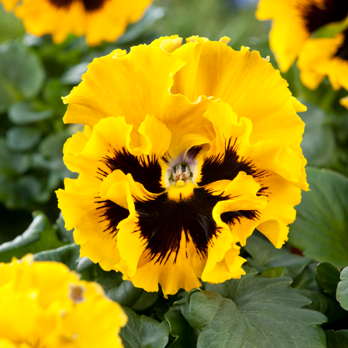 Frizzle Sizzle Yellow